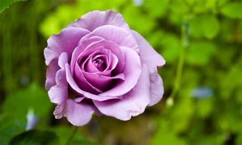 purple roses    beautiful varieties  lilac  purple