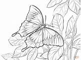 Borboleta Ulysses Morpho Kupu Bunga Montanha Mewarnai Ulisses Farfalle Coloringbay Farfalla Disimak Ulisse sketch template