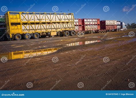 cattle truck roadtrain stock image image  trucking