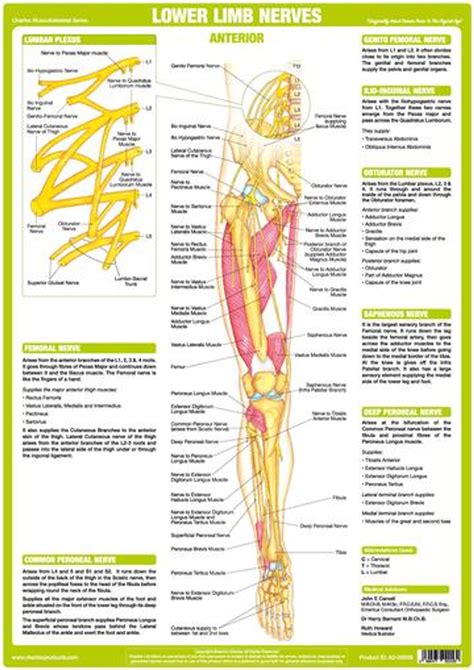 limb nerves posterior podiacare
