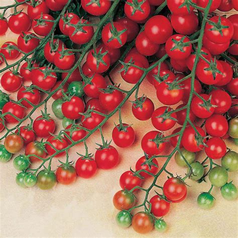 get growing tomato cherry sweet million f1 seeds from mr fothergill s