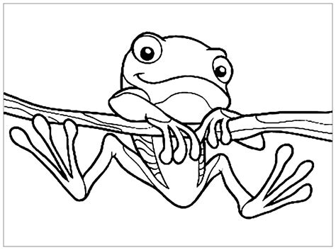 frog drawing    color frogs kids coloring pages