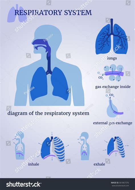 Respiratory System Diagram Respiratory System Lungs Stock Image