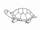 Turtle Coloring Pages Turtles Color Outline Printable Drawing Kids Small Cartoon Bestcoloringpagesforkids Sea sketch template