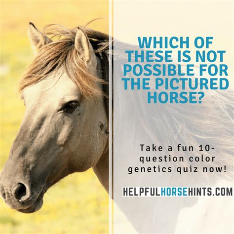 horse color genetics quiz page    helpful horse hints horses