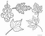 Coloring Leaf Pages Fall Printable Kids Cool2bkids sketch template