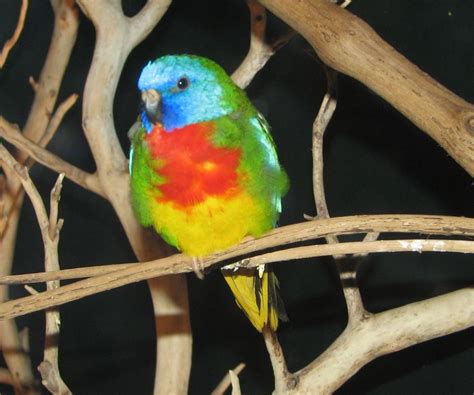 parrots  australia