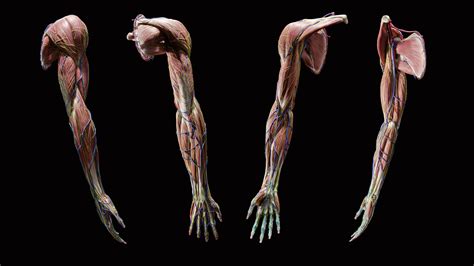 big studio anatomy   upper limb