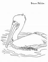 Pelican Coloring Pages Kids Printable Brown Animals Education Formats Available Water sketch template