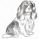 Cavalier King Charles Spaniel Drawing Dog Bred Stock Pure Pages Coloring Illustration Vector Line Cteconsulting Depositphotos Pies Template Preview sketch template