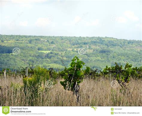 abandoned vineyard grapevines continue  grow stock image image
