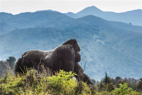 mountain gorillas   families