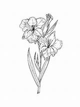 Gladiolus Coloring Pages Flower Flowers Printable Recommended sketch template