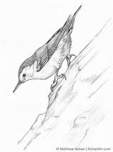 Nuthatch Pencil Breasted Oiseaux Nuthatches Aquarelles sketch template