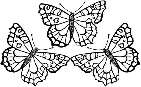 butterfly drawing  print  getdrawings