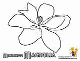 Magnolia Designlooter Mississippi sketch template