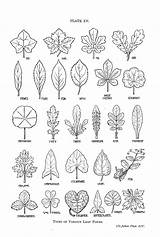 Leaf Drawing Shapes Nature Botanical Draw Line Shape Leaves Drawings Patterns Tree Coloring Reference Pages Different Journal Pattern Book Plant sketch template