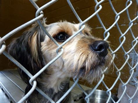 donate   animal shelter popsugar pets
