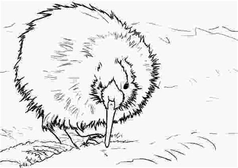 kiwi bird coloring page