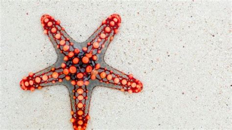 ¿como se reproducen las estrellas de mar