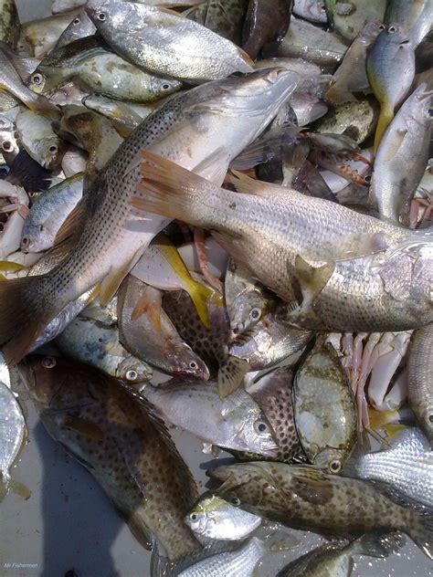fish  fishing  tanjung leman   choose  fresh fish