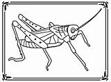 Locust Plague sketch template