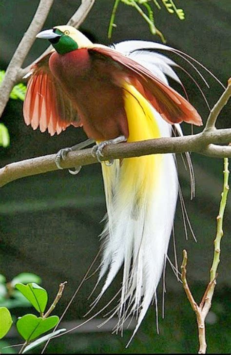 burung cendrawasih burung