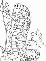 Coloring Caterpillar Leaves Eating Pages Standing Fat While Big Kids Leaf Caterpillars Color Animal Insect Spring Cool sketch template