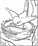 Bird Coloring Nest Pages Printable Clipart Colouring Library sketch template