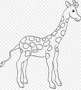 Giraffe Ausmalbild Jerapah Mewarnai Hewan Buku sketch template