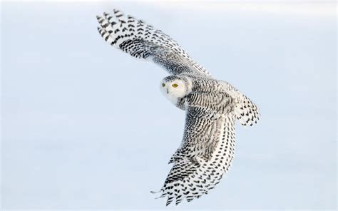 wallpapers white owl wallpapers