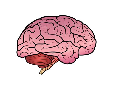 brain drawing icon transparent background  png