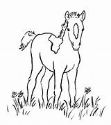 Foal Coloring Pages Horse Foals Horses Printable Print Getdrawings Printables Getcolorings Pdf Today Color Samanthasbell sketch template