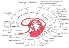 bildergebnis fuer limbisches system gehirn pinterest gehirn