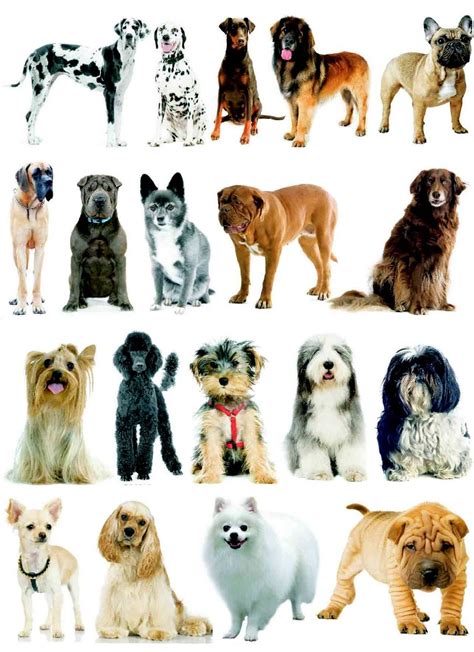 actualiser  imagen annuaire race de chien frthptnganamsteduvn