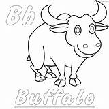 Buffalo Coloring Pages Coloringbay sketch template