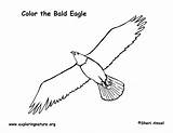 Coloring Eagle Bald Golden Soaring Exploringnature sketch template