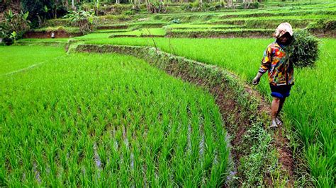 eragano hadirkan solusi lengkap  pertanian indonesia