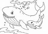 Whale Coloring Pages Printable Everfreecoloring Animals sketch template