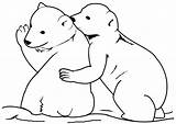 Bear Coloring Cub Pages Polar Baby Designlooter Drawings 566px 95kb sketch template