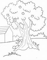 Pohon Mewarnai Gambar Belajar sketch template