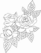 Grandiflora Designlooter Cecile Polyantha sketch template