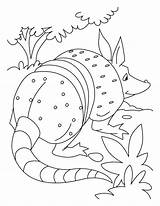 Coloring Rat Armadillo Pages Tatu Role Playing Colorir Para Getcolorings Library Clipart Books sketch template