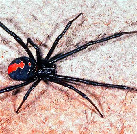 die giftigste spinne der welt bilder bilder zu die giftigste spinne
