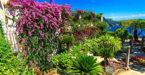 mediterrane planten mediterranetuinplanten buitenlevengevoelnl