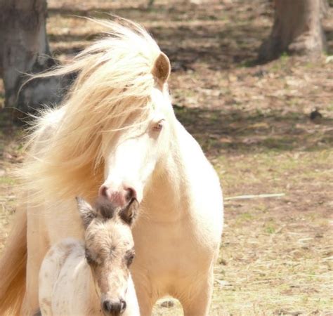 australian pony petguide horse breeds pony horses