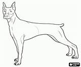 Doberman Coloring Pages Preschool Printable Colouring sketch template