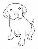 Coloring Puppy Pages Labrador Dog Retriever Puppies Lab Drawings Dogs Sad Beagle Cartoon Line Yellow Drawing Color Colouring Cute Hope sketch template