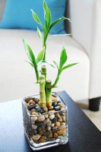 indoor lucky bamboo grow  water homemydesign