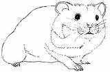 Hamster Coloriages Colorier sketch template
